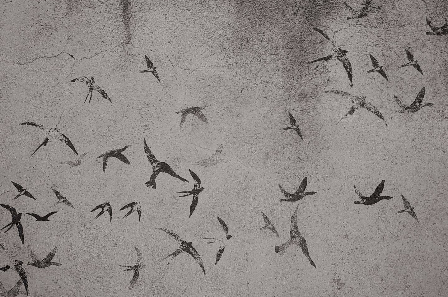 graffiti with flying swallows